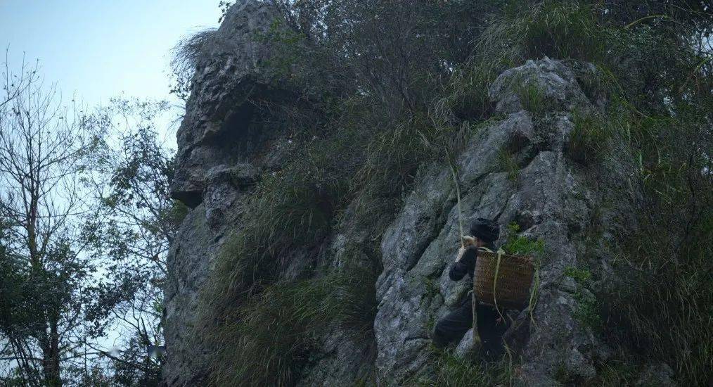 悬崖峭壁上的采药人珍视采到的每一株草药