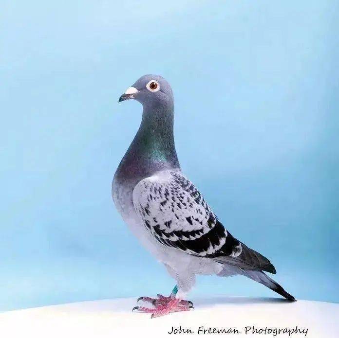 世界上最好的大鼻鸽子图片