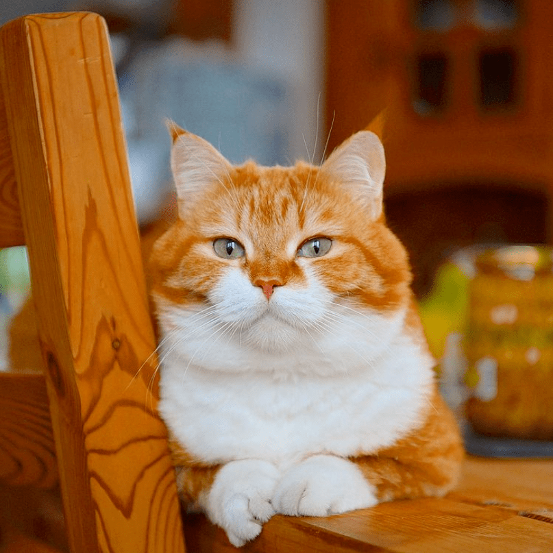 ins上这只肥橘爆红被称为梦中情猫超百万人点赞