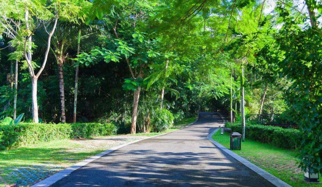 道路绿化中 城市干道植物应这样配置 景观