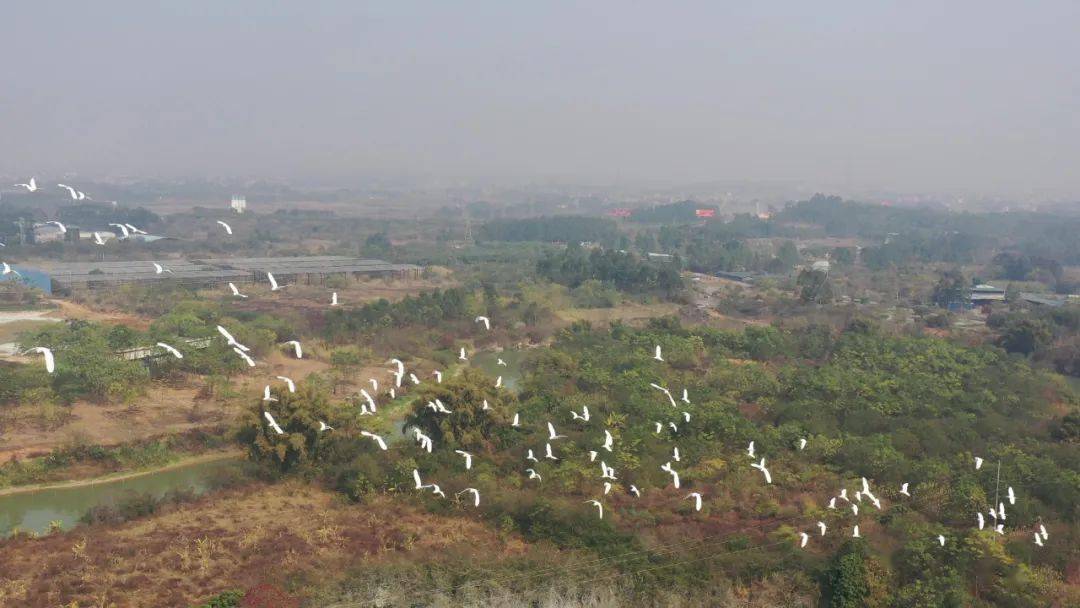 羡慕桂平蒙圩罗容村上新闻了因为这些小可爱
