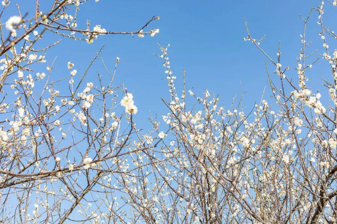 在市中心的梅花村,就能看美爆的