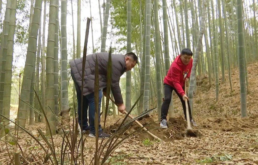 央視網絡直播聚焦歙縣問政山