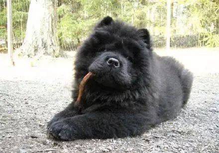 長個熊樣，對得起你爸媽嗎？ 萌趣萌寵 第8张