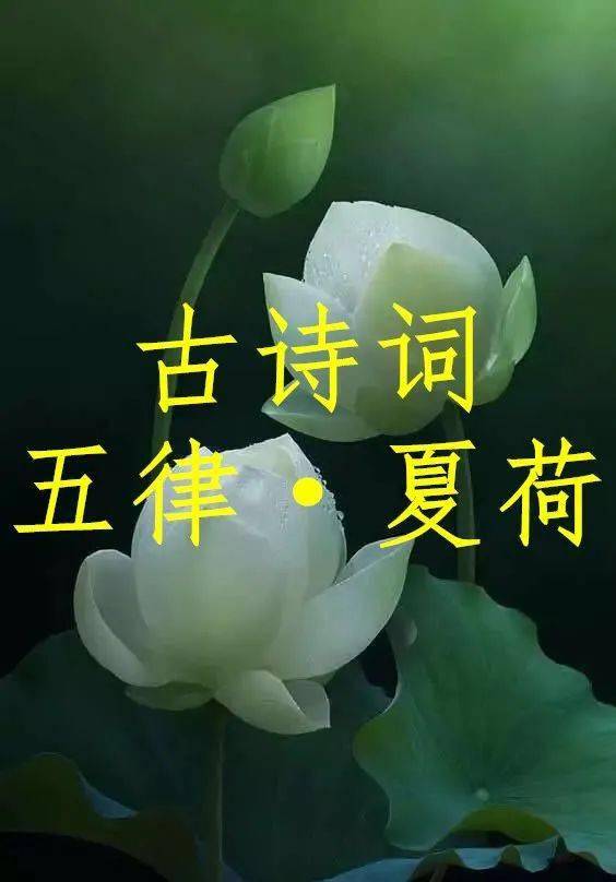【pp电子官方】
五律·夏荷(外一首）(图1)