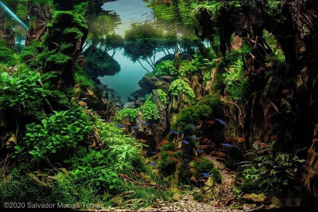 养眼学习震撼了aga2020国际水草造景大赛作品欣赏