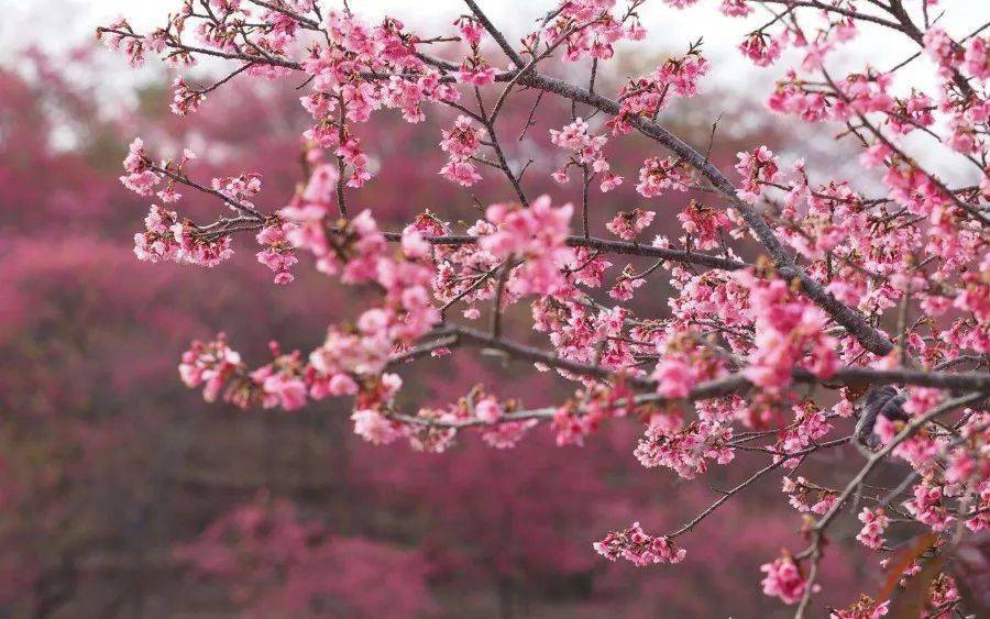 【新丰樱花】2月6周六丨去一个充满幸福味道的地方，聆听樱花飘落的声音