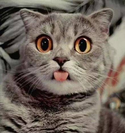 猫咪大型吐舌犯规现场