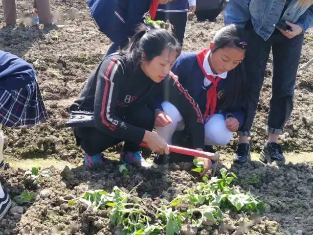 新河高桥小学图片