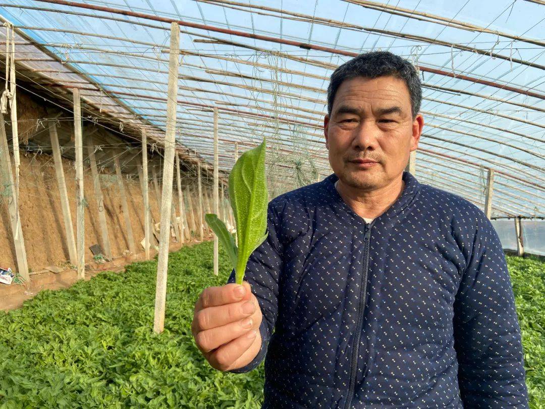 在洛城街道谷家齐村谷俊中的蔬菜大棚里,我们见到了这种神奇的植物,一