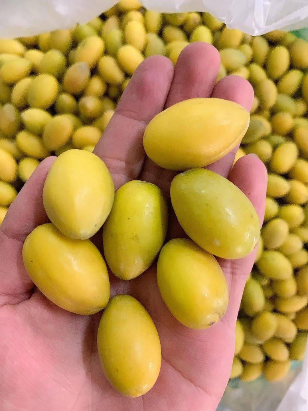 潮汕最贵的橄榄图片