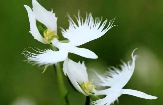 自然界这些萌萌的植物 你见过哪个 白鹭上