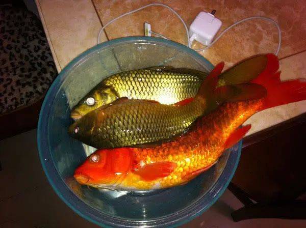 下午钓的一条红鲤鱼这颜色可打几分