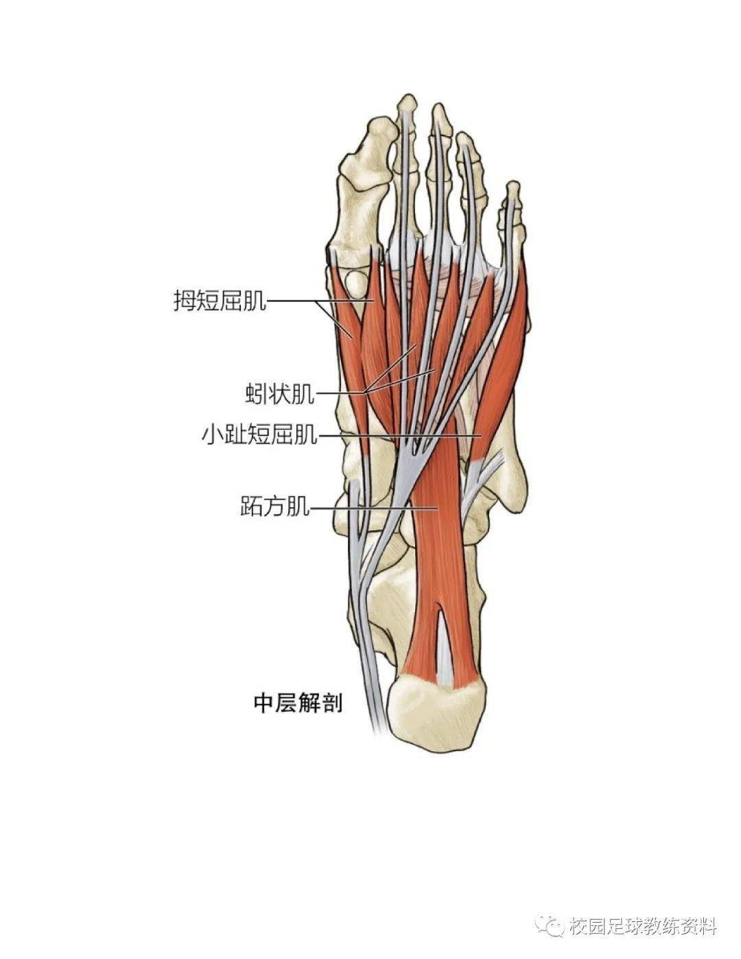 拉伸运动系统训练