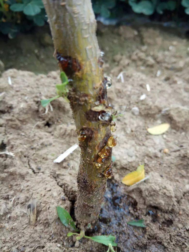 67赣南种植防治桃树流胶病抓好冬春有利时机