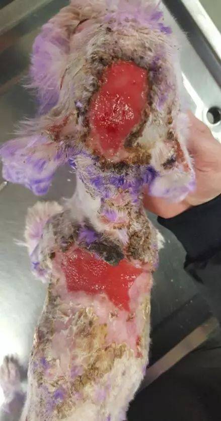 你以為這是愛狗？拜託，清醒點，這是在要它的命啊！ 萌趣萌寵 第3张