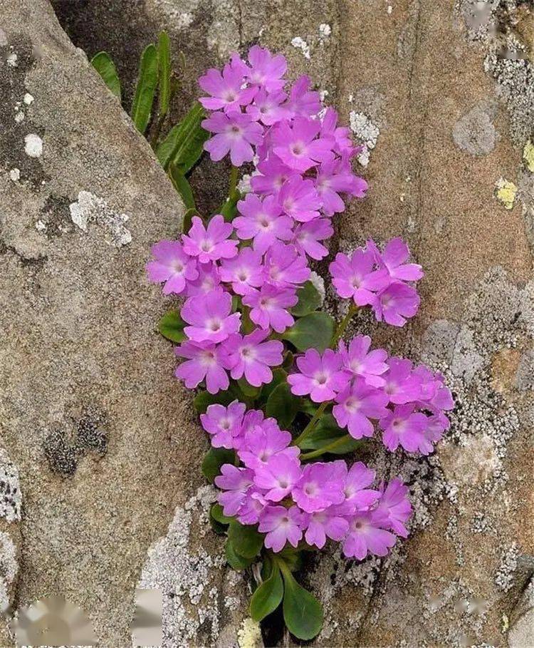 坚韧的花