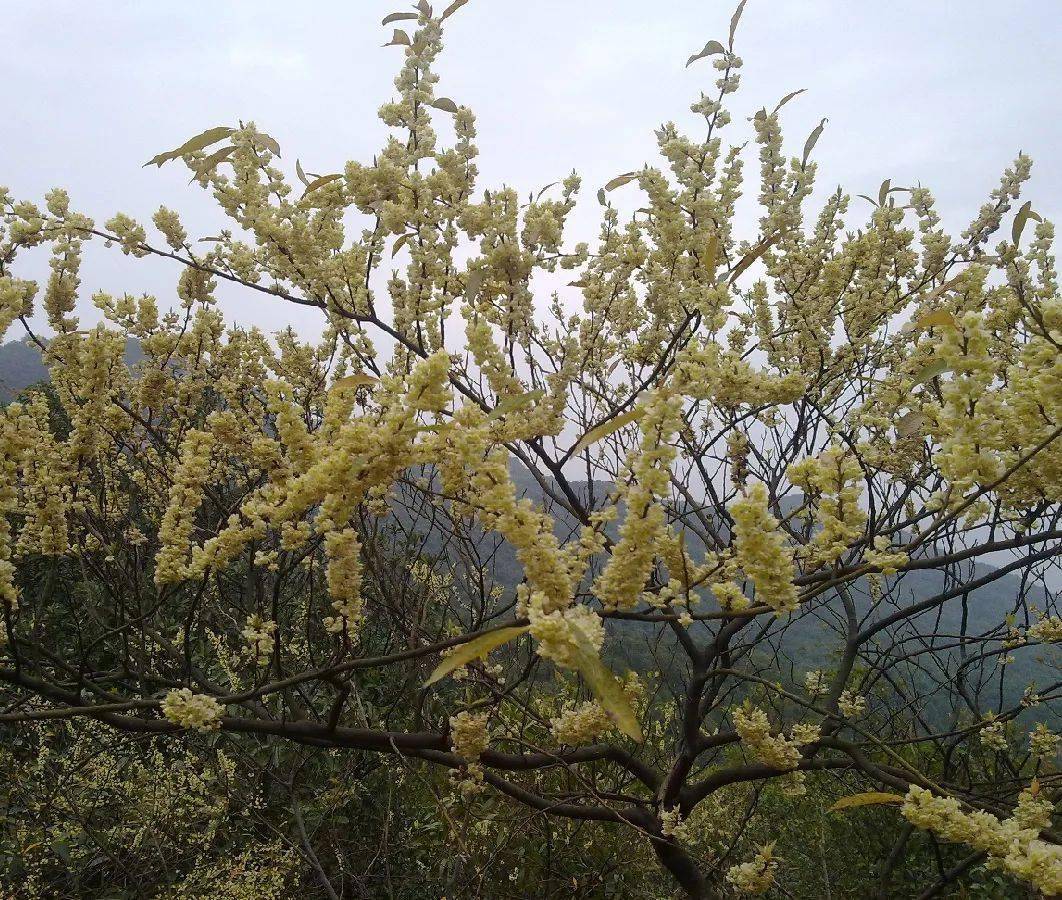 一期一花山苍子