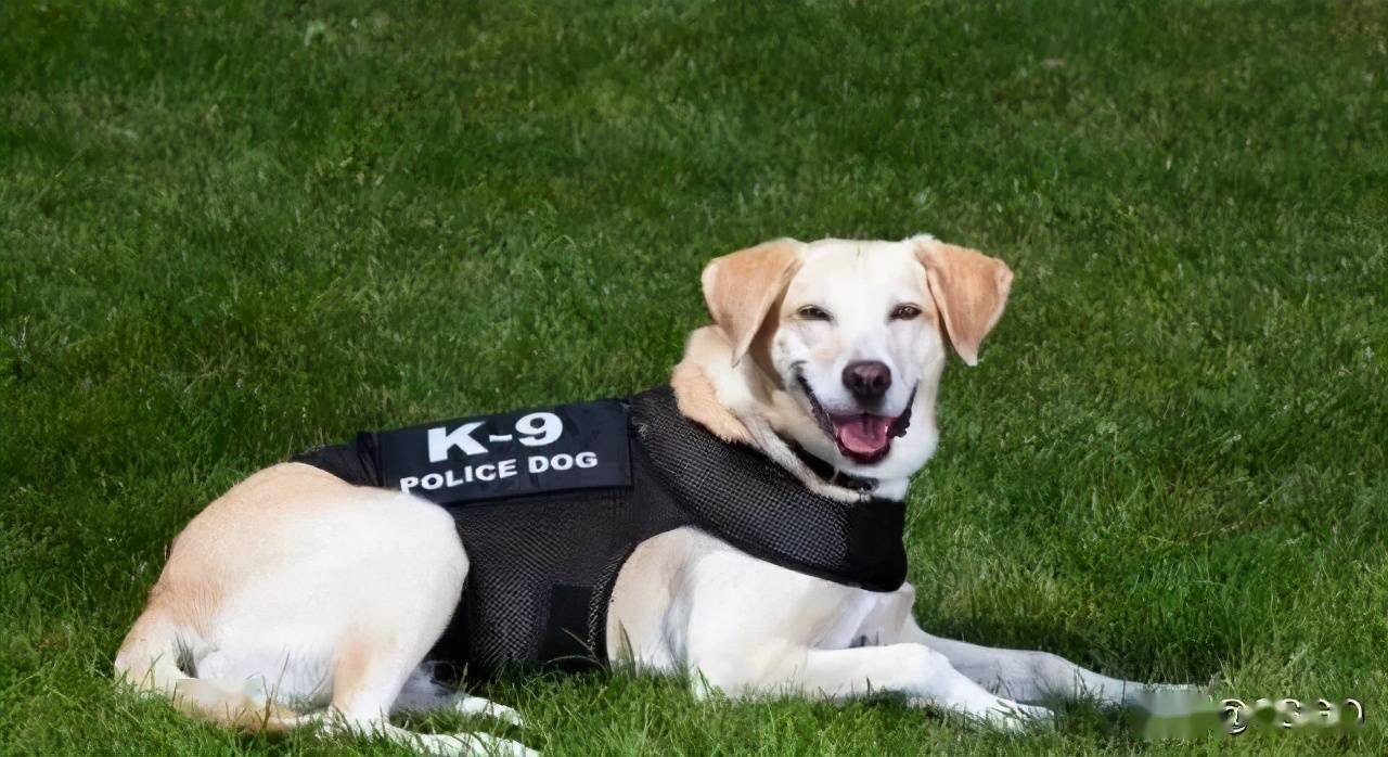 拉布拉多犬在欧洲以及美国军犬的培训和使用已经有了完善的流程体系