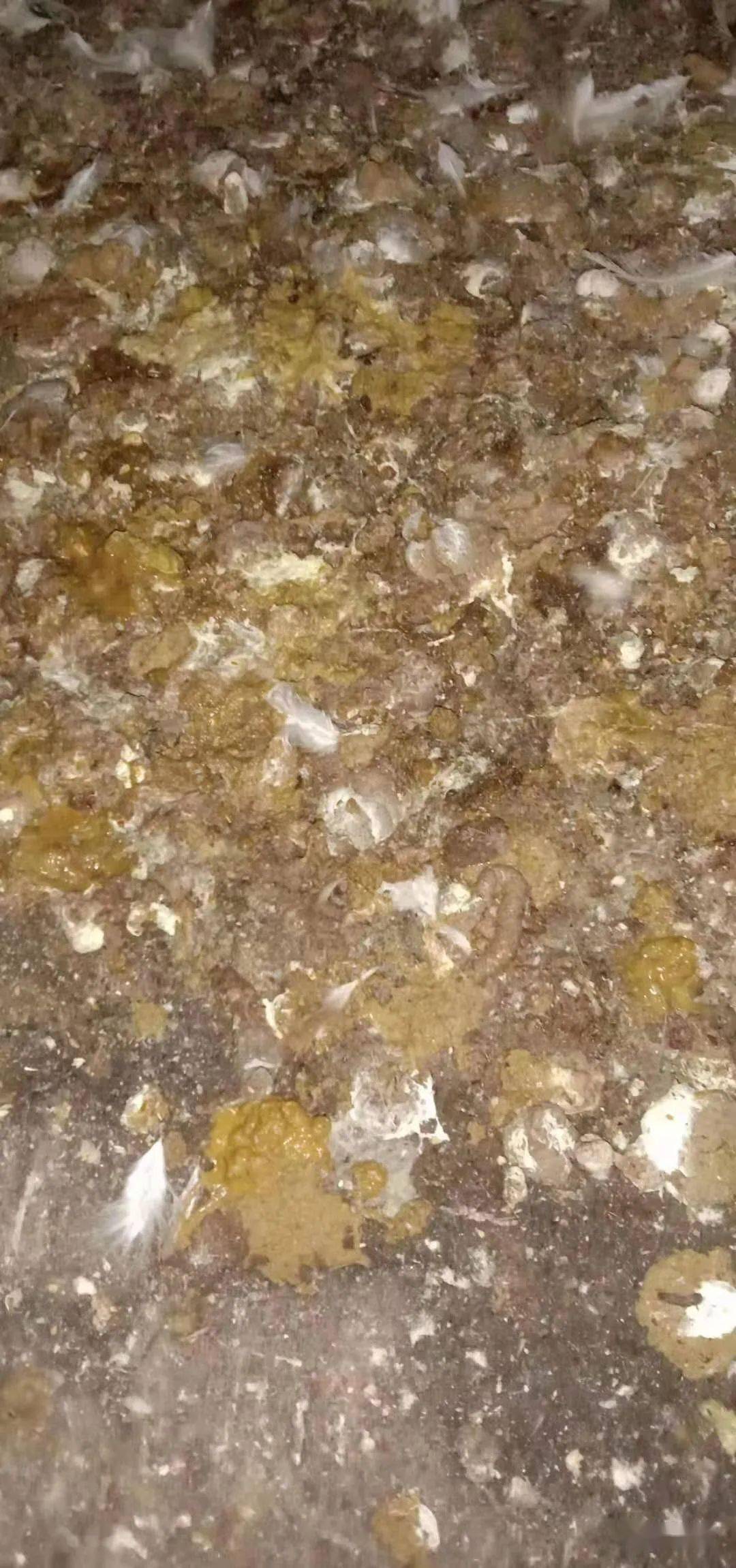 大肠杆菌,浆膜炎或沙门氏菌等细菌病引起的肠炎;坏死性肠炎,由魏氏