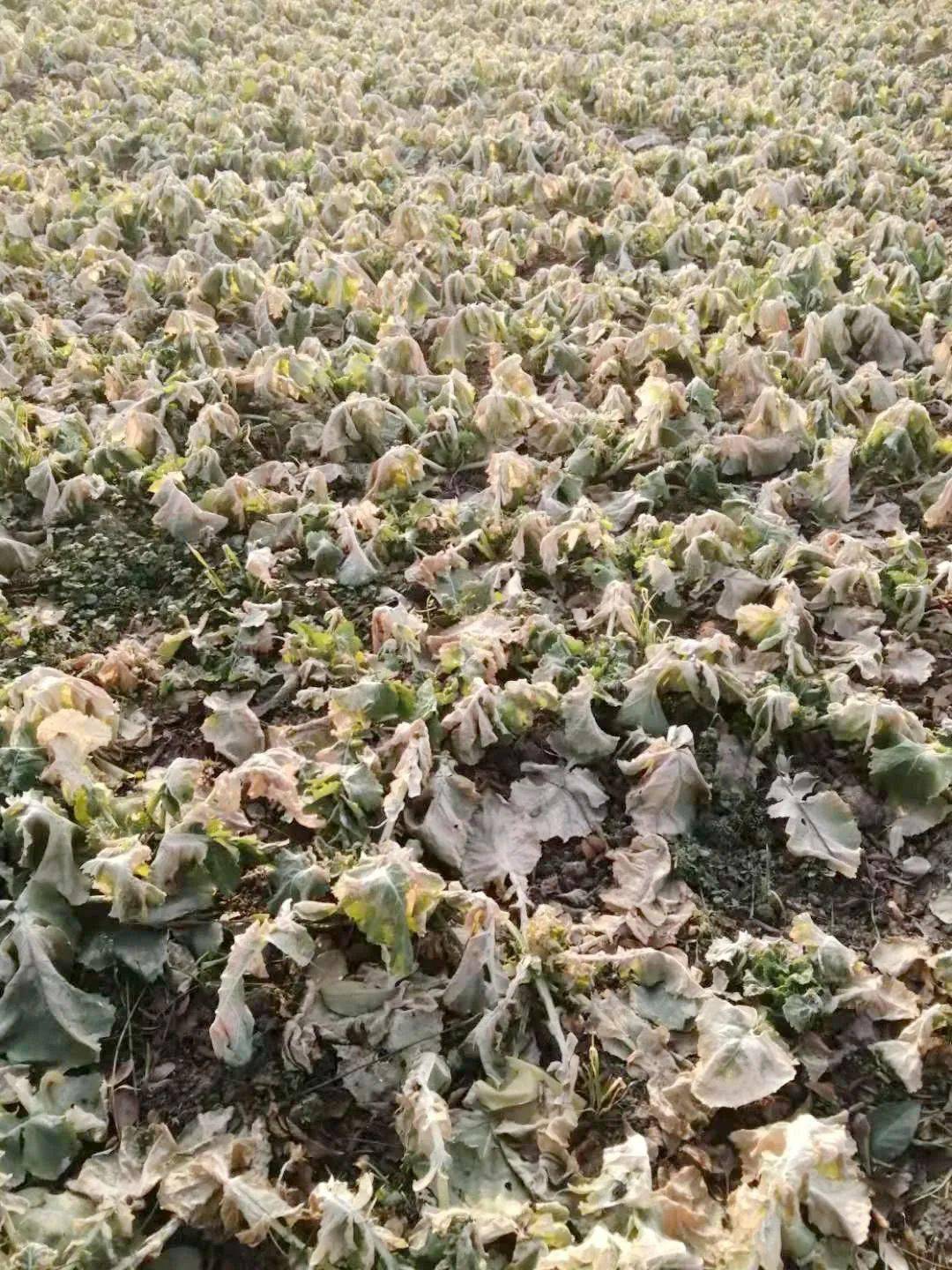 降温天气谨防小麦产生冻害石庄镇农业农村局农技专家来支招