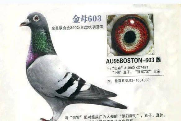 稳赢何宾先生讲解养鸽心得