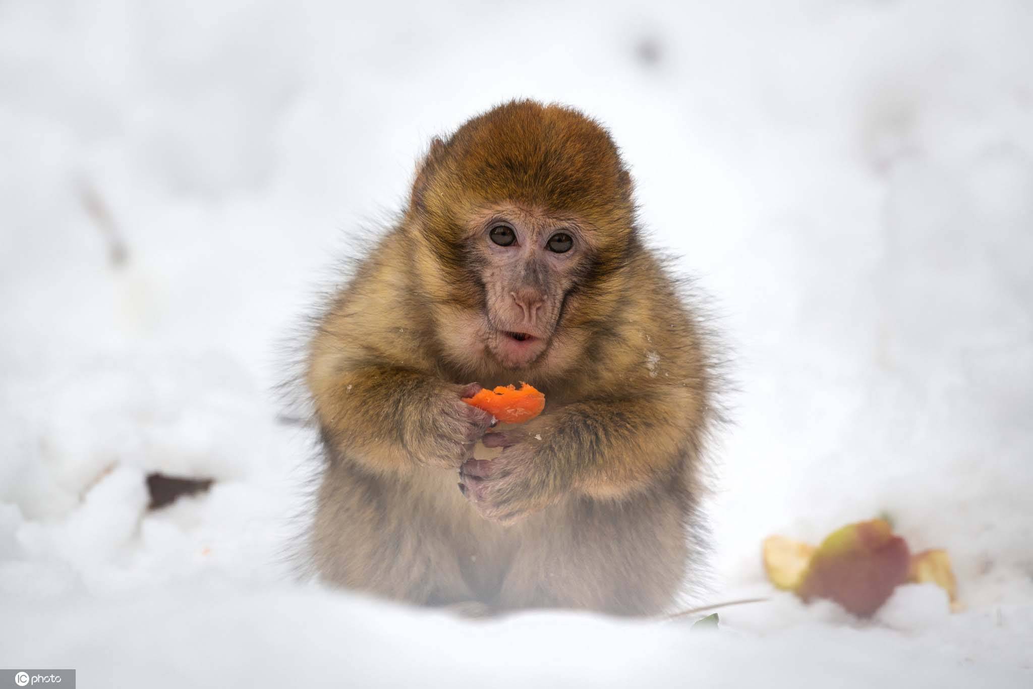 德国猕猴宝宝雪中玩耍啃胡萝卜太萌了
