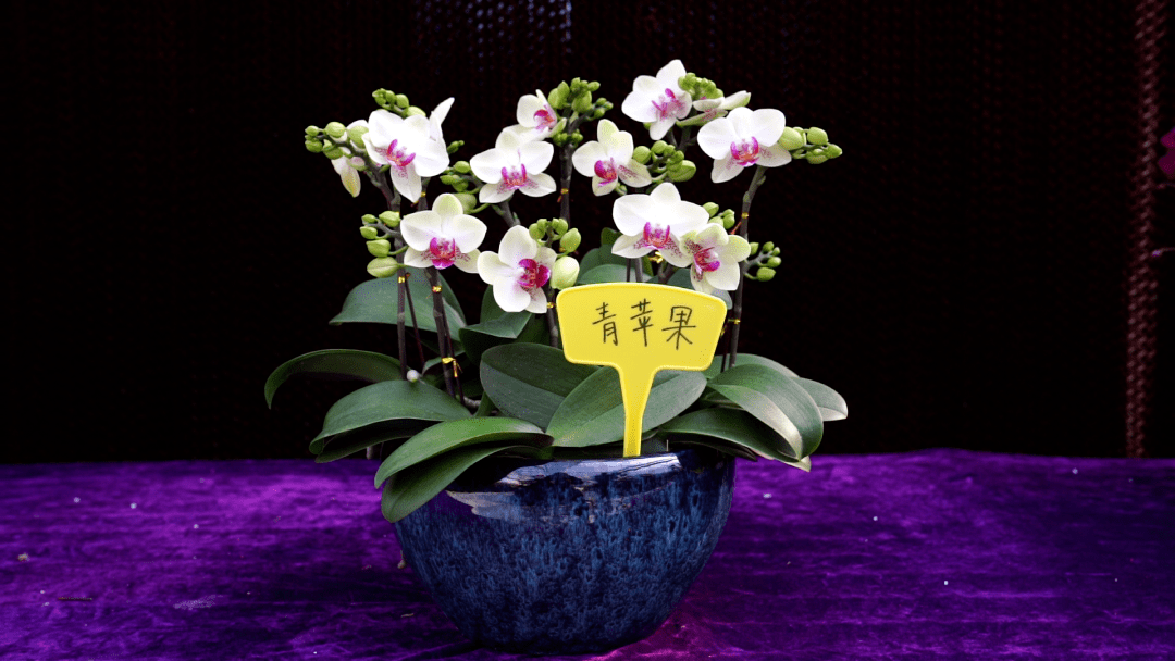 四会最靓最全的蝴蝶兰就在这里!一盆也卖批发价!包邮到家!_寓意