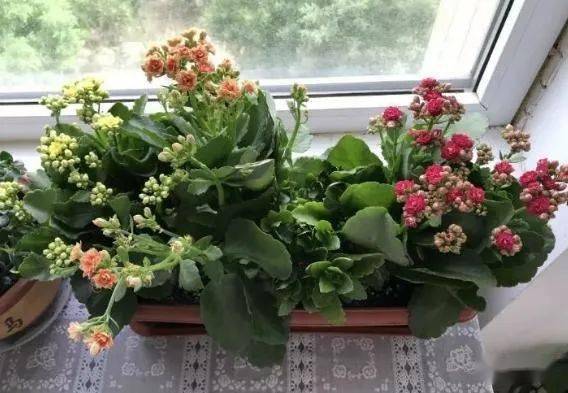 怎么养花才能不烂根 fb8fb7b0f0044f2f9ea0668ad75aad02.jpeg