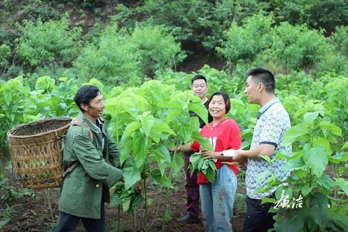 高县庆符镇二龙村党支部纪检委员深入田间地头开展访廉问廉工作,收集