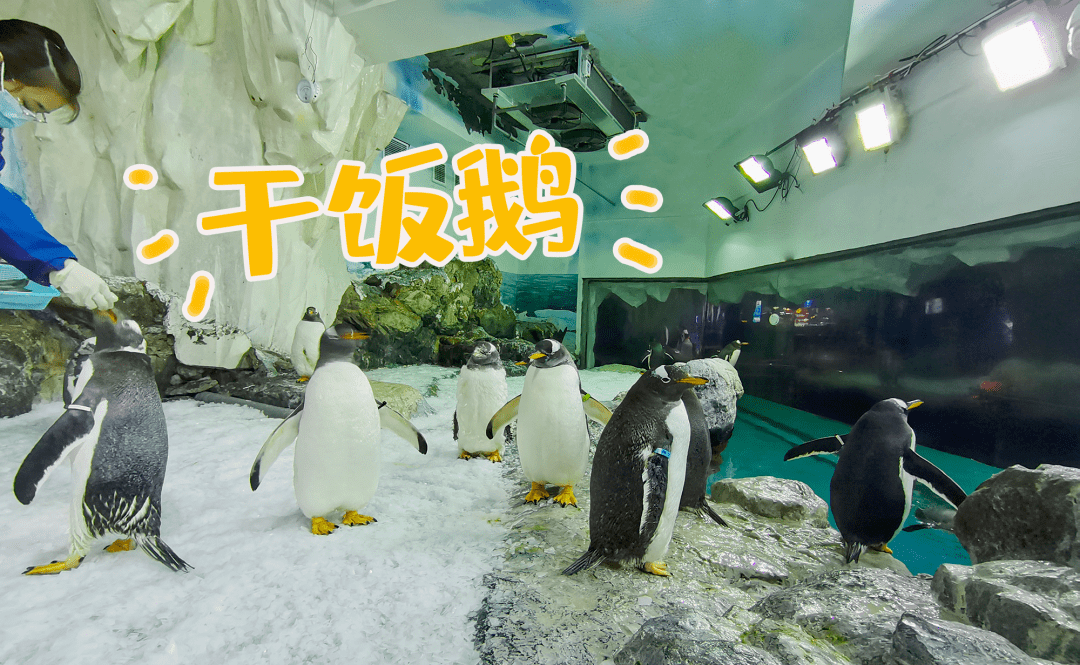 萌翻新企鹅正式与游客见面陪您过新年