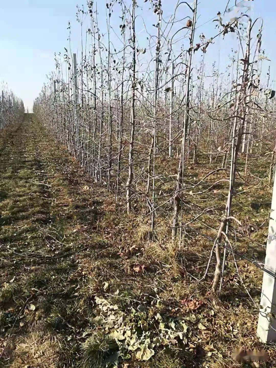 苹果树主干形整形拉开枝干比是成功的关键