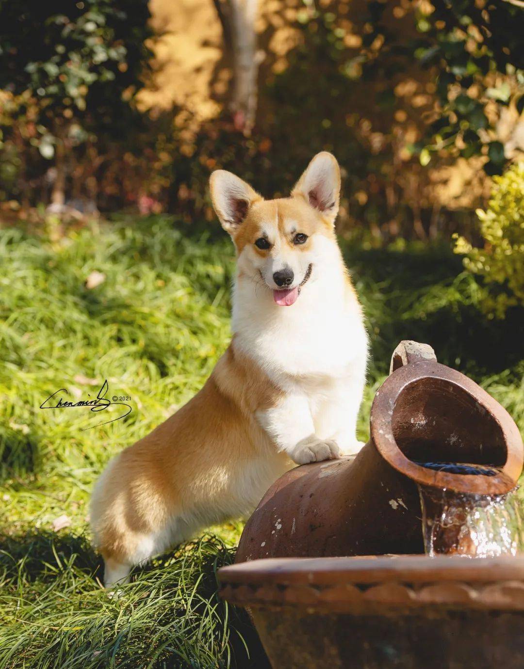 柯基排名_小型宠物犬排名柯基(2)