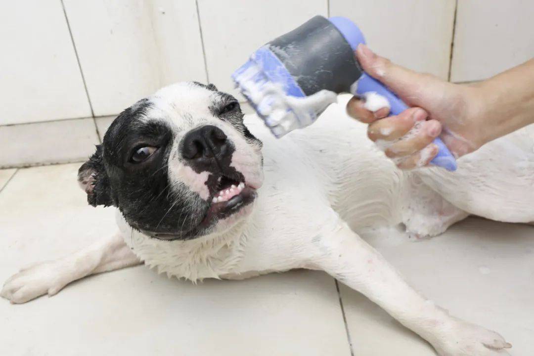 这些宠物洗白白攻略,你get了吗?