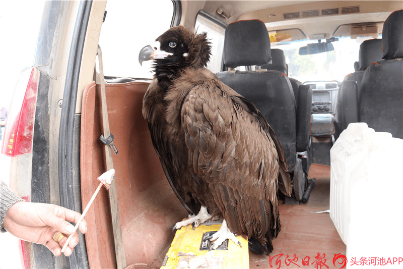 罗城一名群众发现秃鹫,已受伤!相关部门将尽快送南宁救助