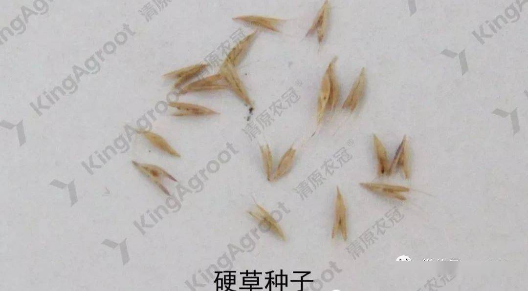 小麦田禾本科杂草详细识别