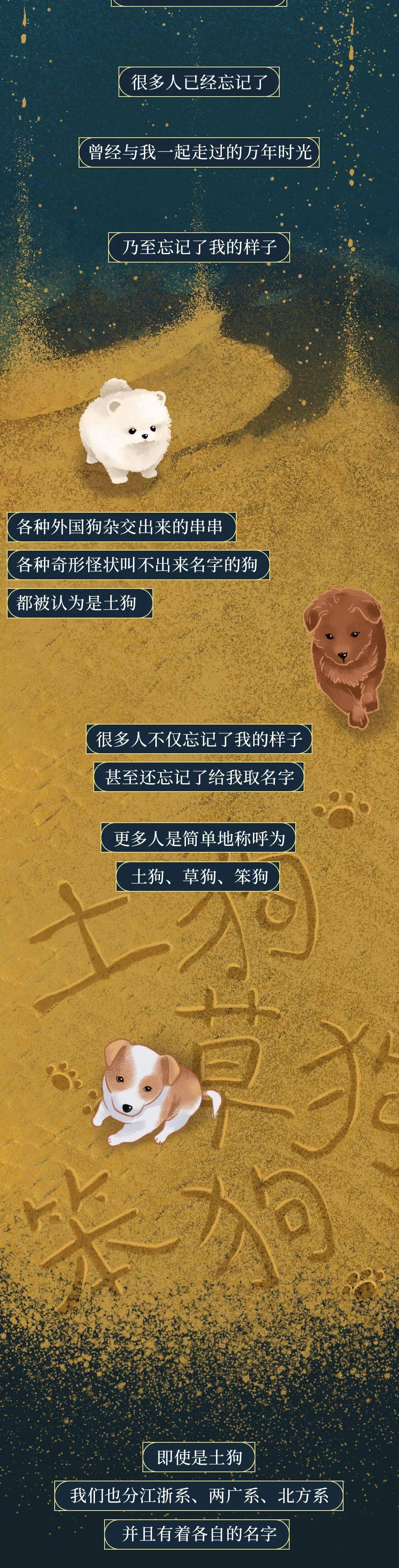 你憑什麼看不起中國土狗？ 萌趣萌寵 第12张