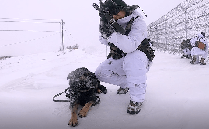 雪山巡逻犬图片