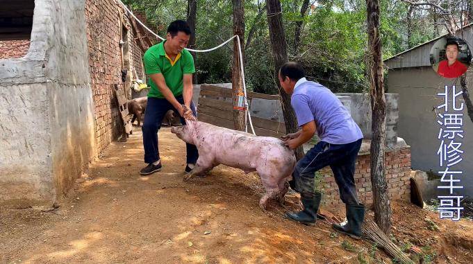 小薛和老丈人给猪转圈俩人抬着傻猪来回转丈母娘一旁笑弯了腰