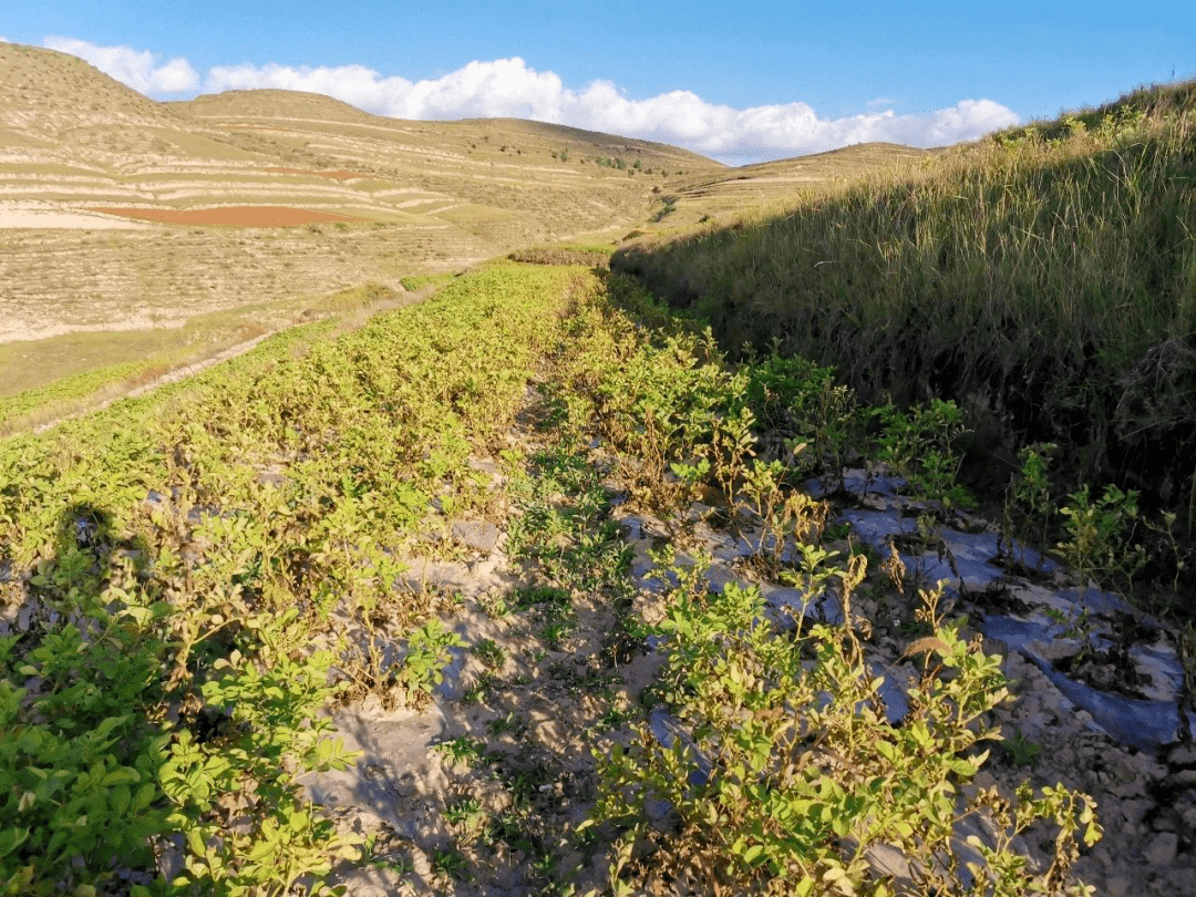 西吉县土壤类型以黄绵土,黑垆土为主,其中黑垆土占土壤总面积的87.