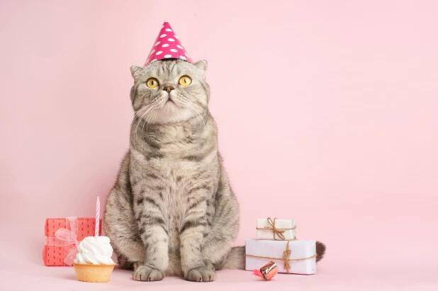 智利15人参加猫咪生日派对后感染新冠