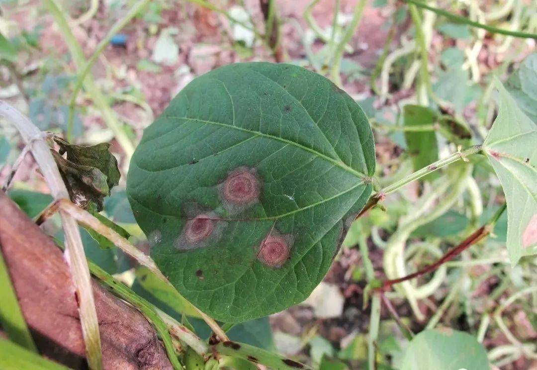 茄子棒孢叶斑病叶部小斑型症状黄瓜棒孢叶斑病叶部小斑型症状棒孢叶斑