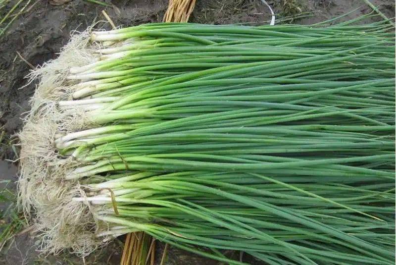 【南蔬科普】香葱一擦就"掉色",是被染色了?真相没那么简单!_硫酸铜