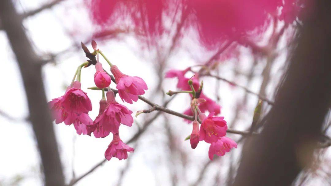 免费珠海新樱花林开放了粉红诱人