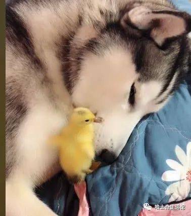二哈救了一只小鸭子带回家后老把它抱在怀里宠溺的眼神太酥了