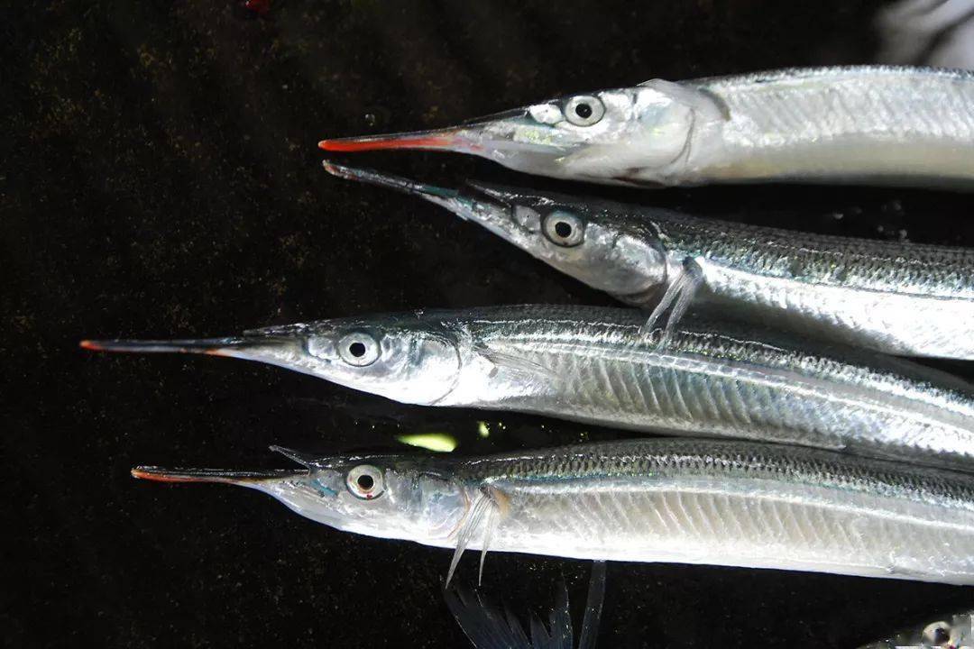 日料顶级鱼类刺身大赏