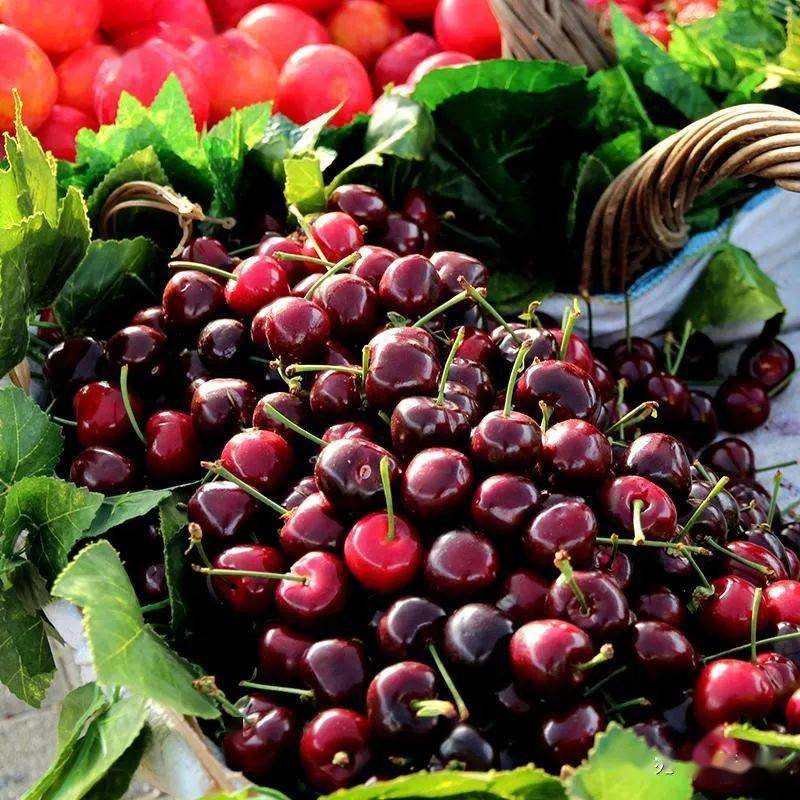 无锡一批进口车厘子"内表面"阳性