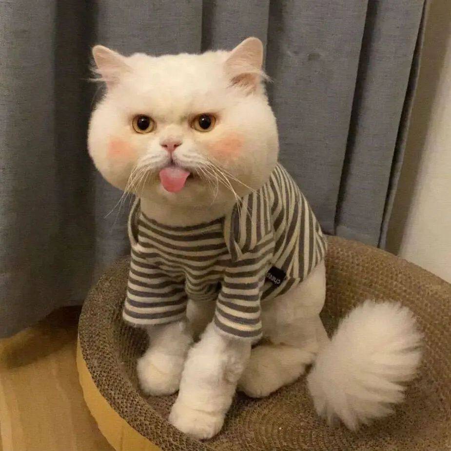 收割招财萌猫头像好运气100000000000