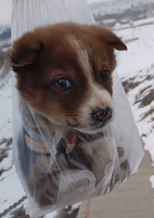 冰天雪地里有個小傢伙在瑟瑟發抖，走近一看原來是…… 萌趣萌寵 第7张