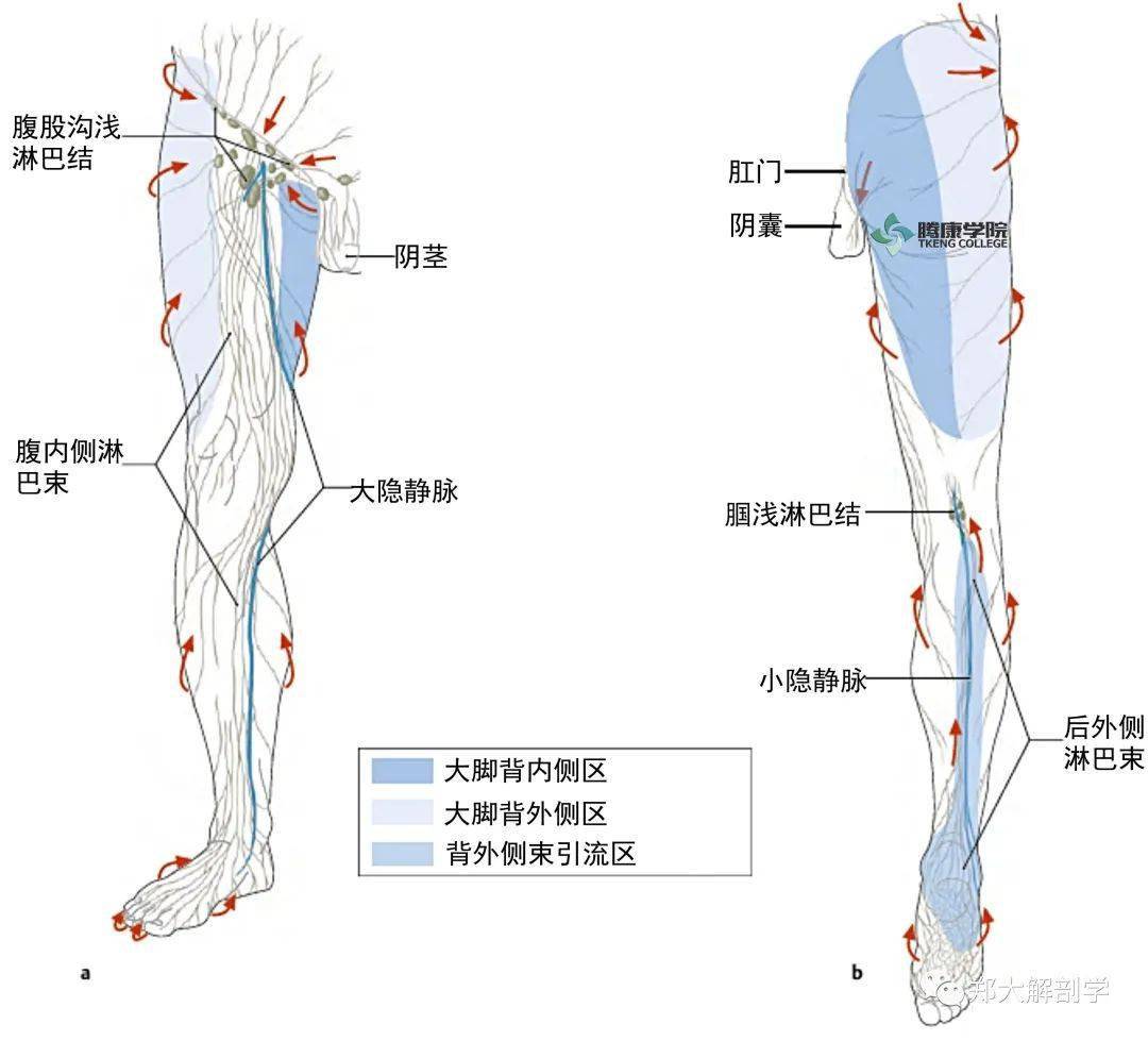 图3-2-8 下肢的淋巴管和淋巴结-人体解剖学与组织生理病理学-医学